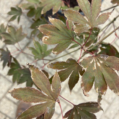 Acer pal. 'Atropurpureum' F