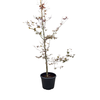 Acer pal. 'Atropurpureum' F