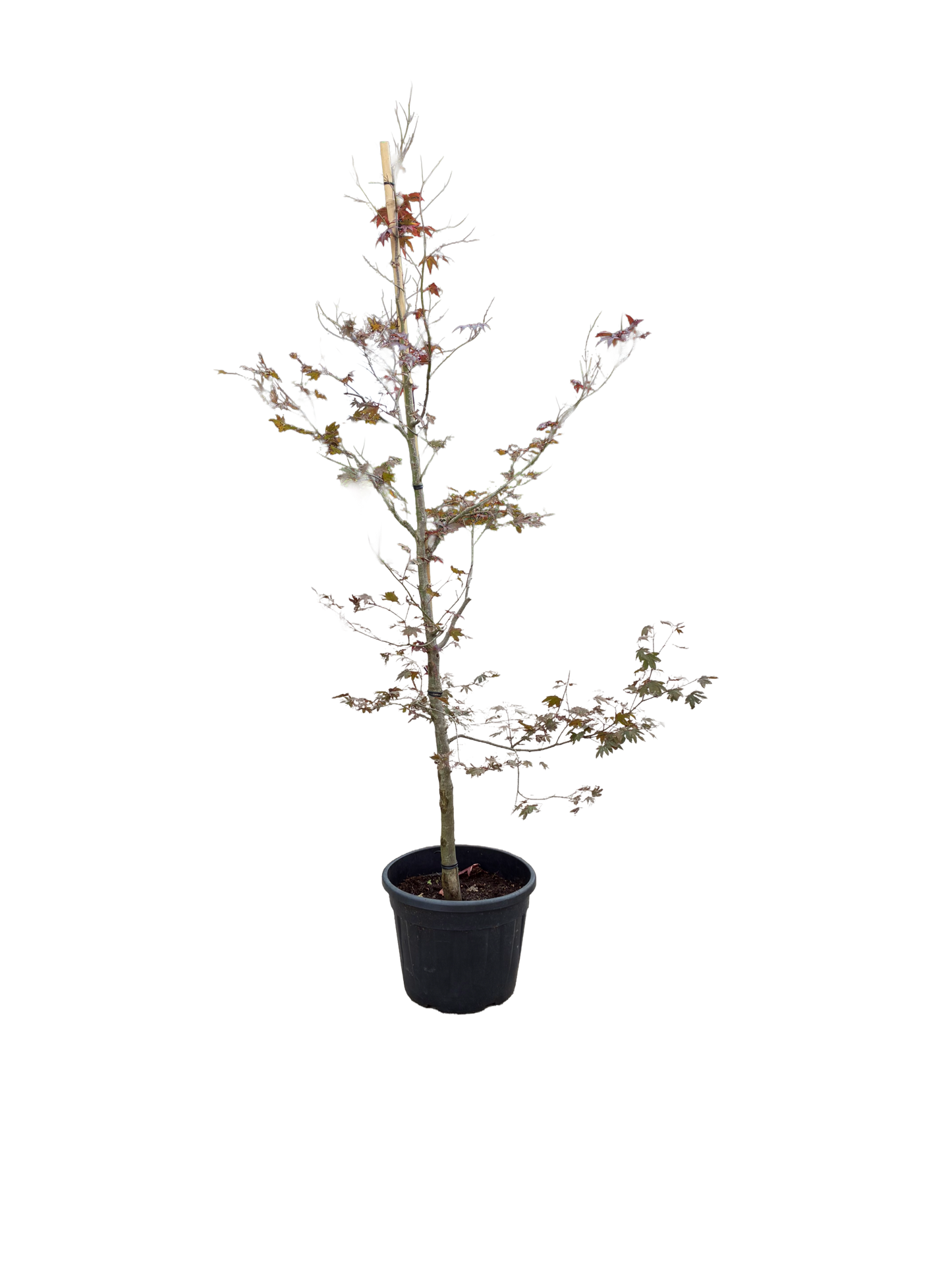 Acer pal. 'Atropurpureum' F