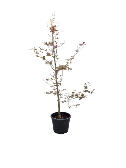 Acer pal. 'Atropurpureum' F