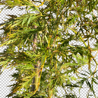 Acer pal. 'Dissectum Flavescens'