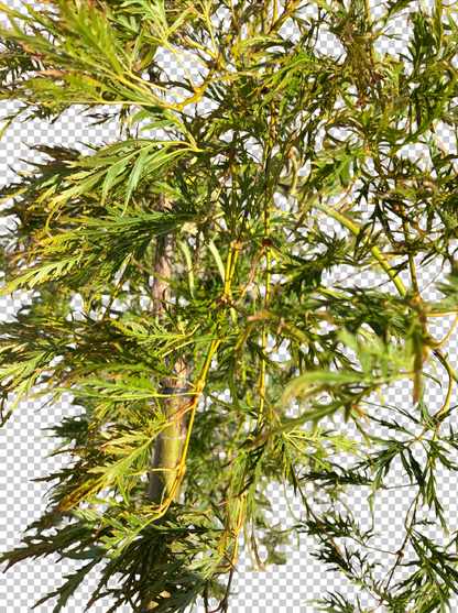 Acer pal. 'Dissectum Flavescens'