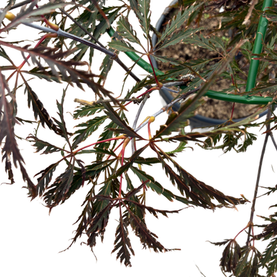 Acer pal. 'Dissectum Red Tamukeyama' F Struik