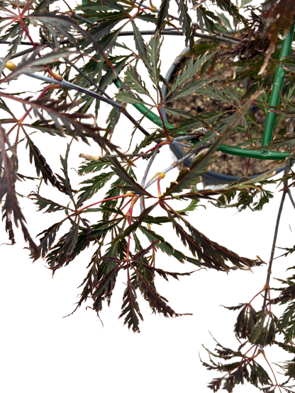 Acer pal. 'Dissectum Red Tamukeyama' F Struik
