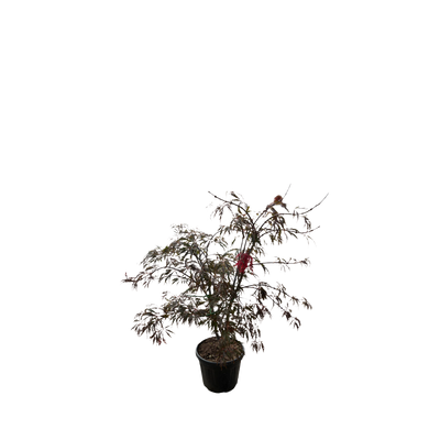 Acer pal. 'Dissectum Red Tamukeyama' F Struik