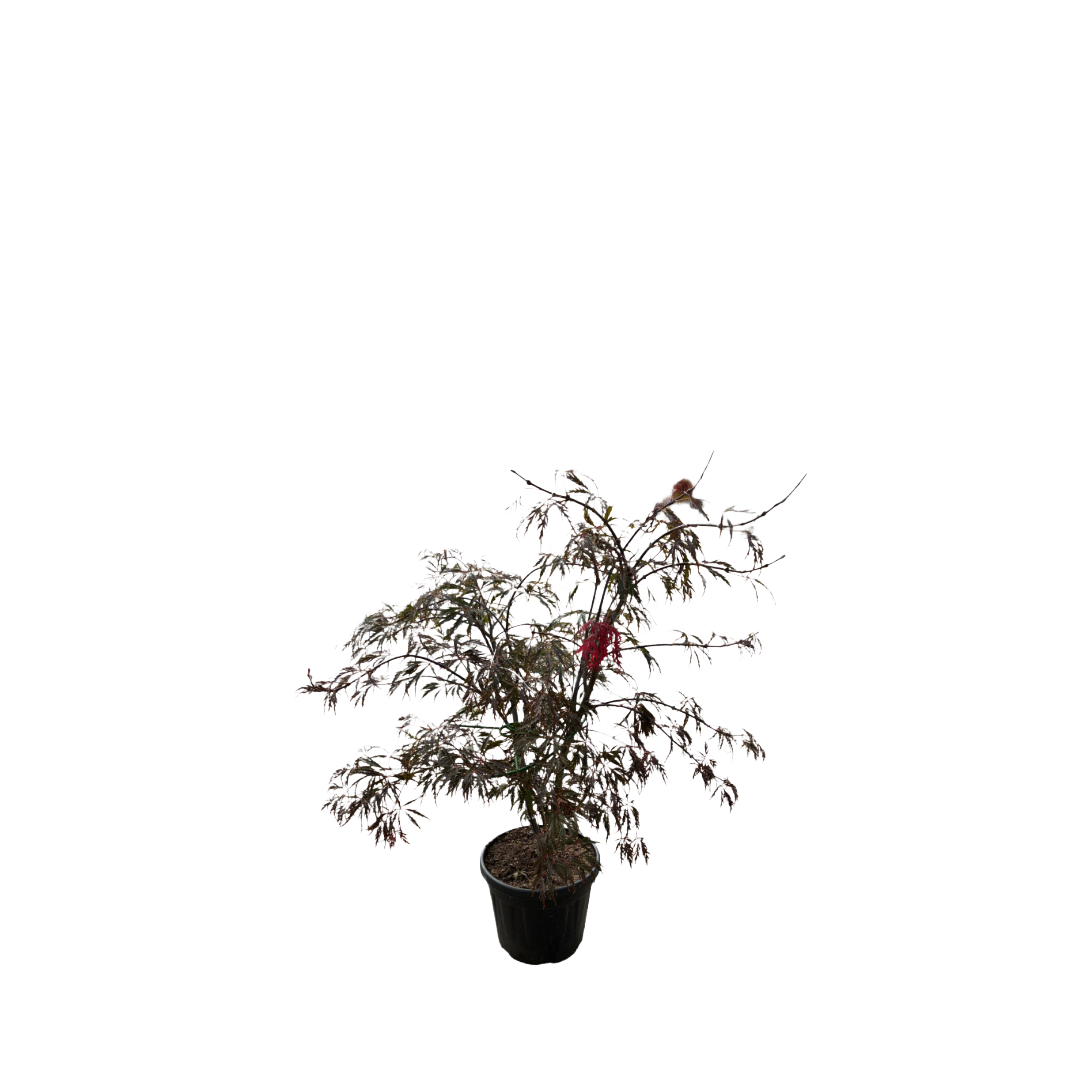 Acer pal. 'Dissectum Red Tamukeyama' F Struik