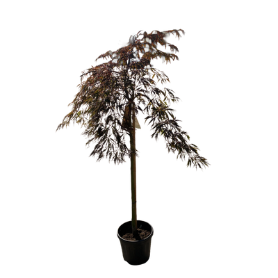 Acer pal. 'Dissectum Red Tamukeyama' F