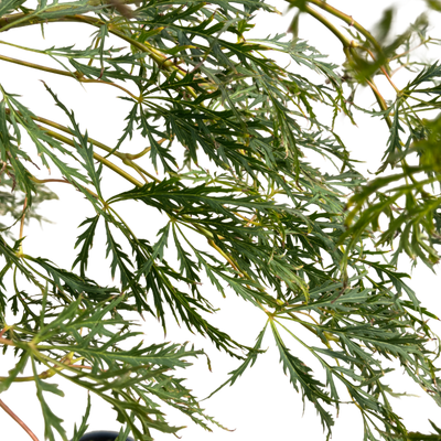 Acer pal. 'Dissectum Viridis'