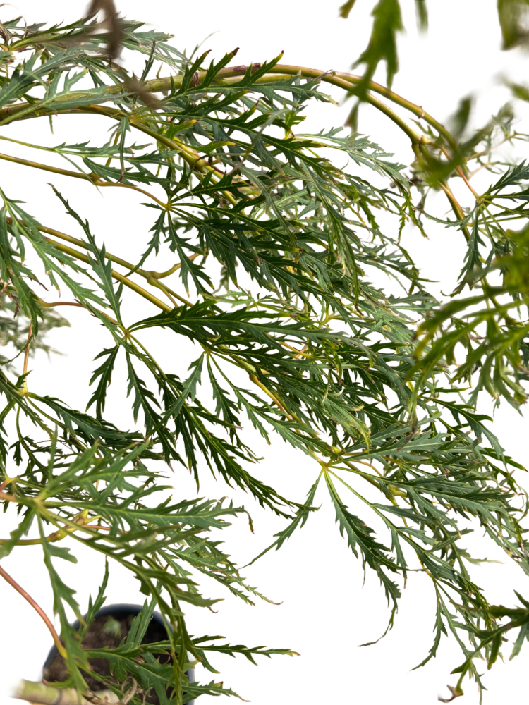 Acer pal. 'Dissectum Viridis'