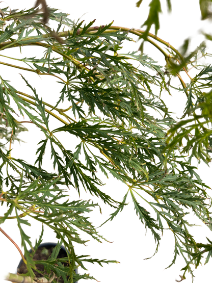 Acer pal. 'Dissectum Viridis'