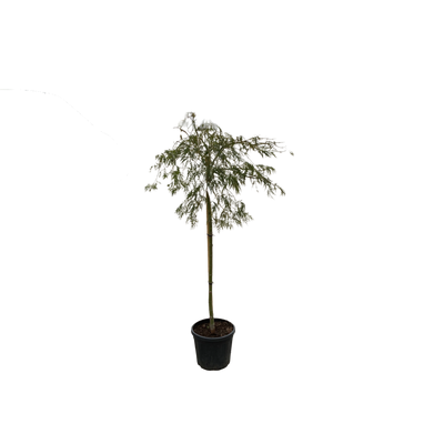 Acer pal. 'Dissectum Viridis'