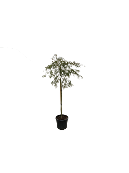 Acer pal. 'Dissectum Viridis'