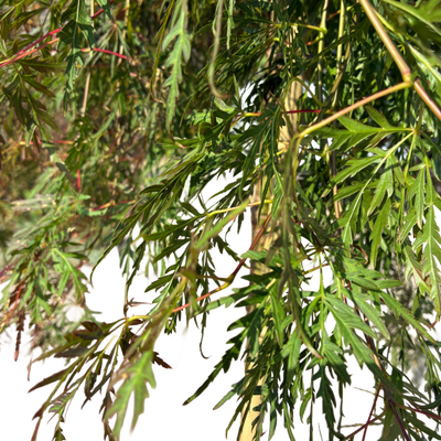 Acer pal. 'Orangeola'