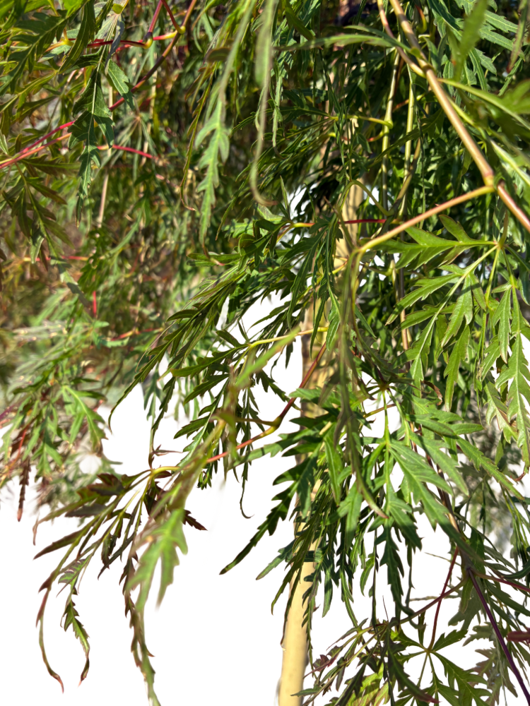 Acer pal. 'Orangeola'