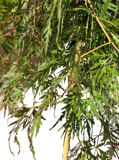 Acer pal. 'Orangeola'