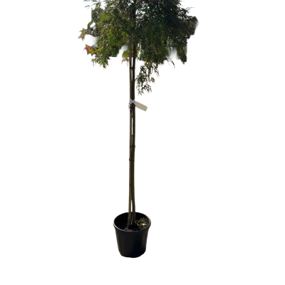 Acer pal. 'Orangeola'