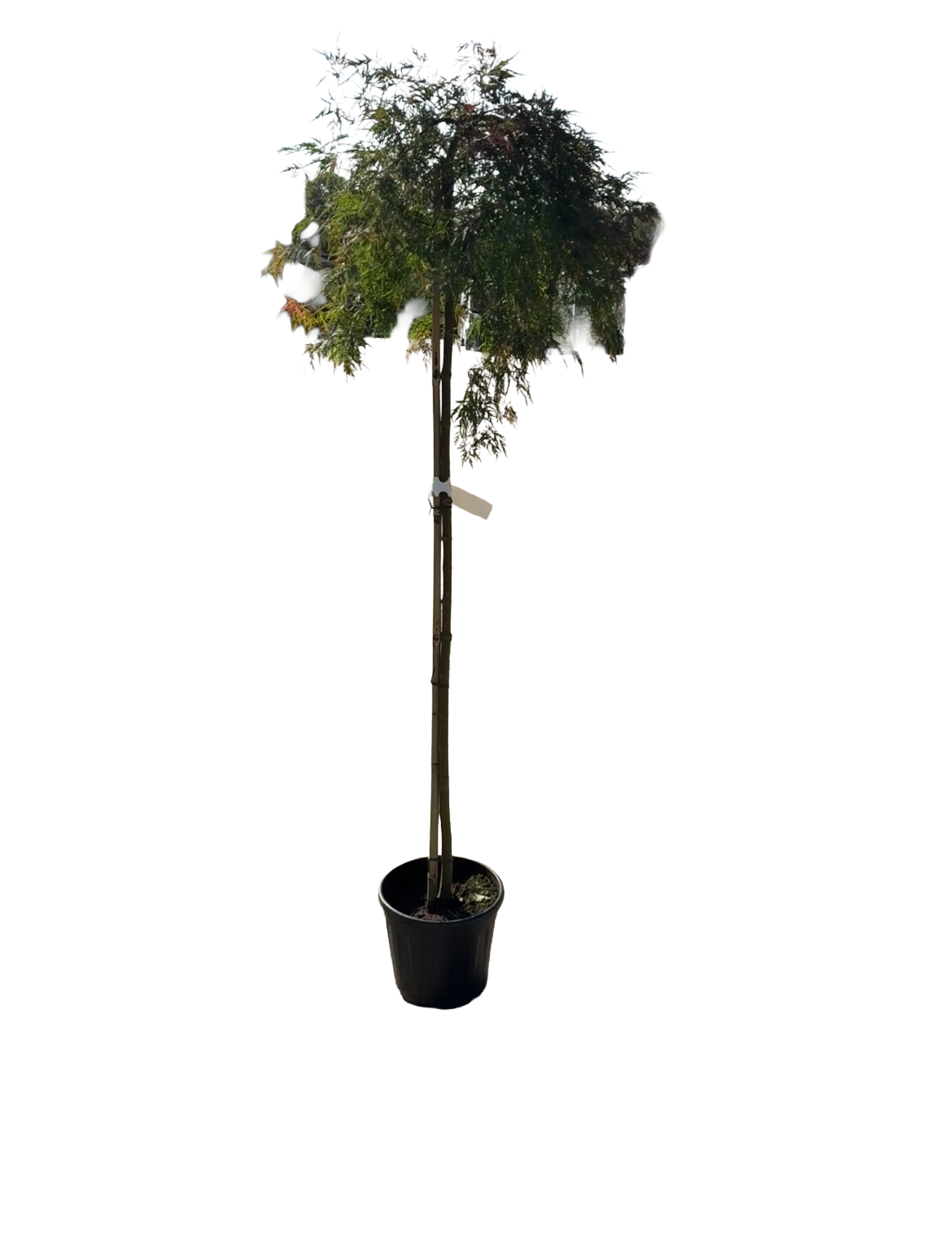 Acer pal. 'Orangeola'