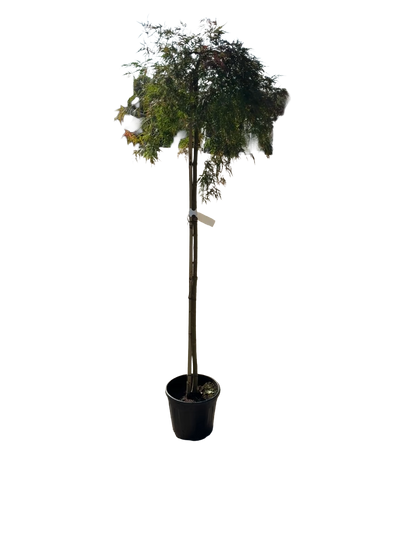 Acer pal. 'Orangeola'