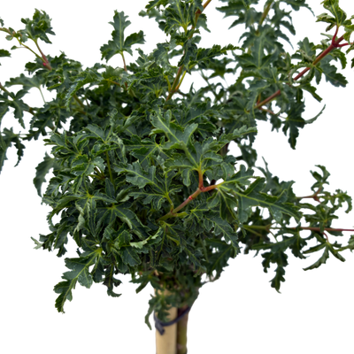 Acer pal. 'Shishigashira'