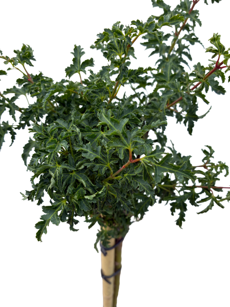 Acer pal. 'Shishigashira'