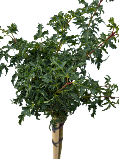 Acer pal. 'Shishigashira'