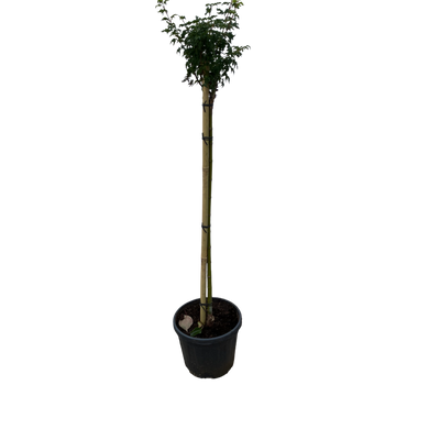 Acer pal. 'Shishigashira'