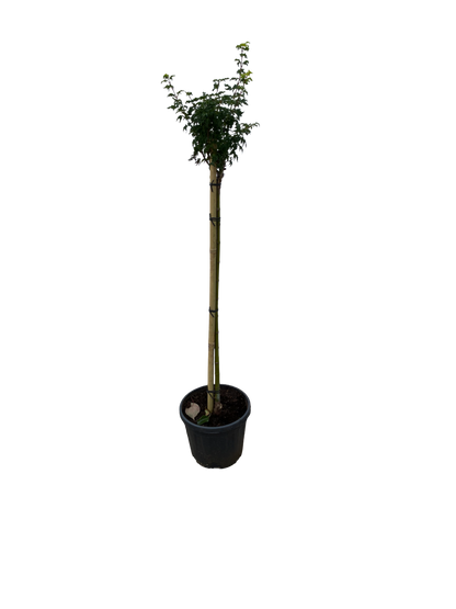 Acer pal. 'Shishigashira'