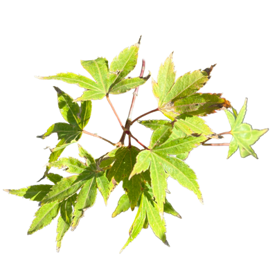 Acer palmatum