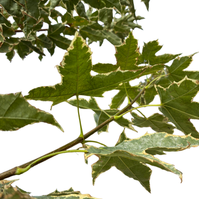 Acer plat. 'Drummondii' F