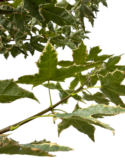 Acer plat. 'Drummondii' F