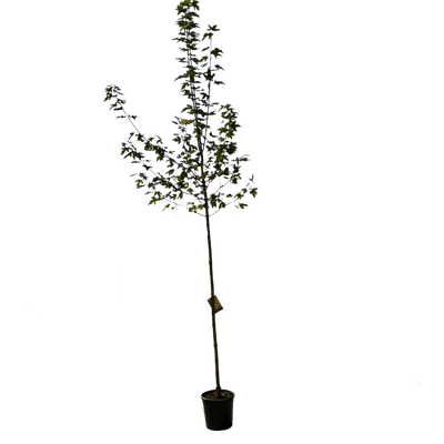 Acer plat. 'Drummondii' F