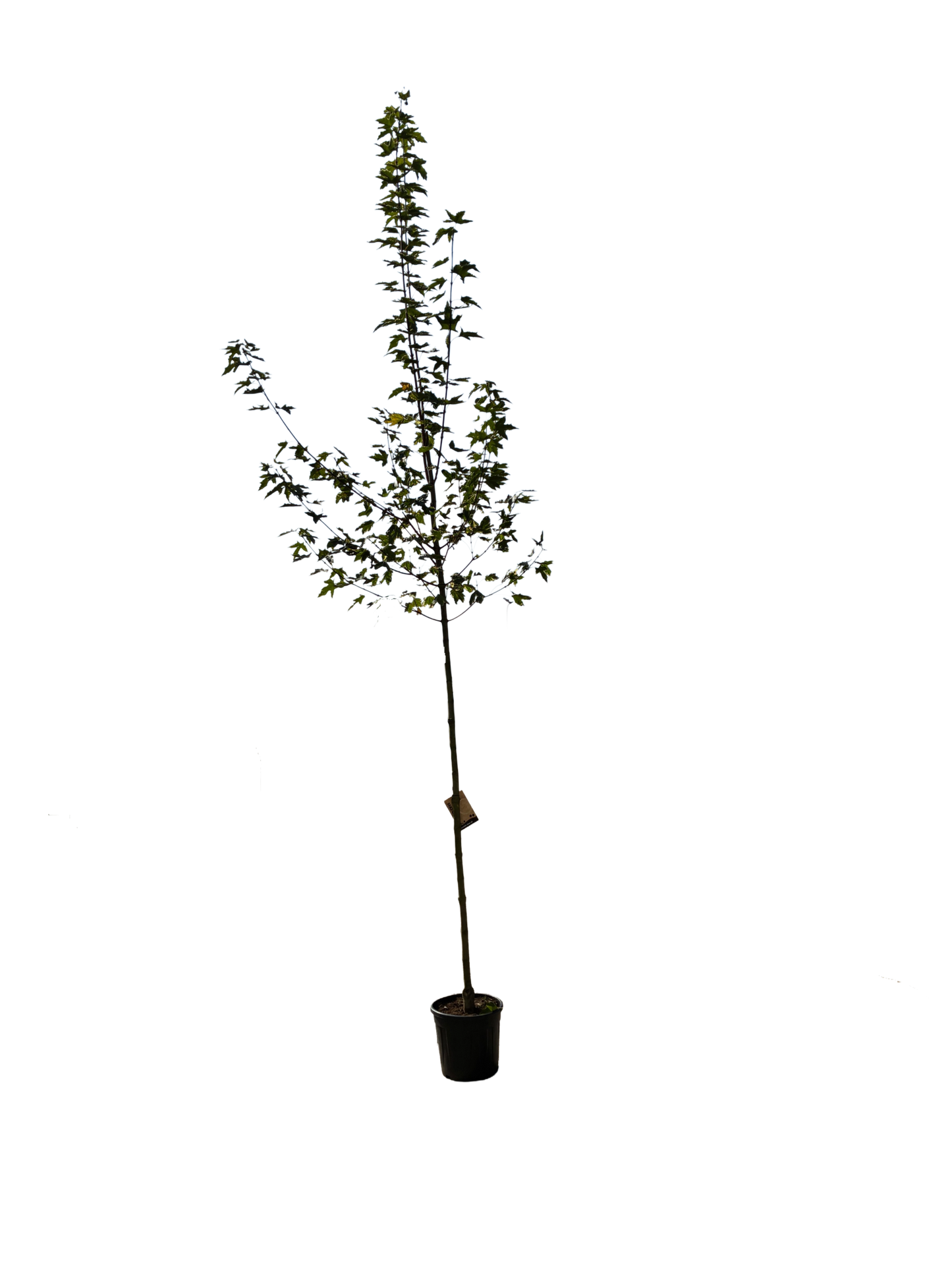 Acer plat. 'Drummondii' F