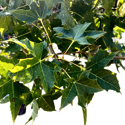 Acer plat. 'Globosum' F