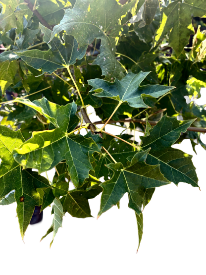 Acer plat. 'Globosum' F