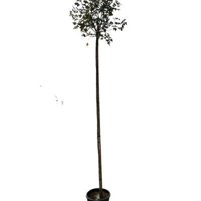 Acer plat. 'Globosum' F