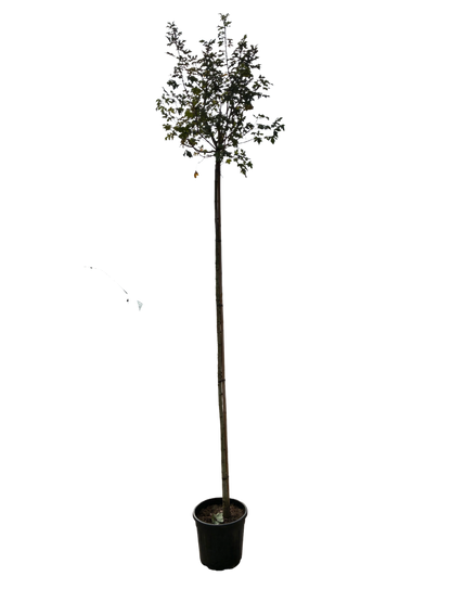 Acer plat. 'Globosum' F