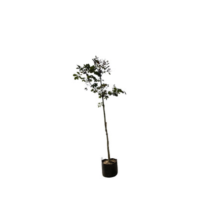 Aesculus hippocastanum F