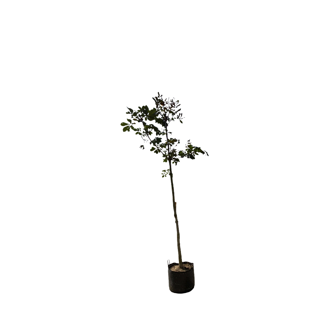 Aesculus hippocastanum F