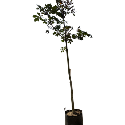 Aesculus hippocastanum F