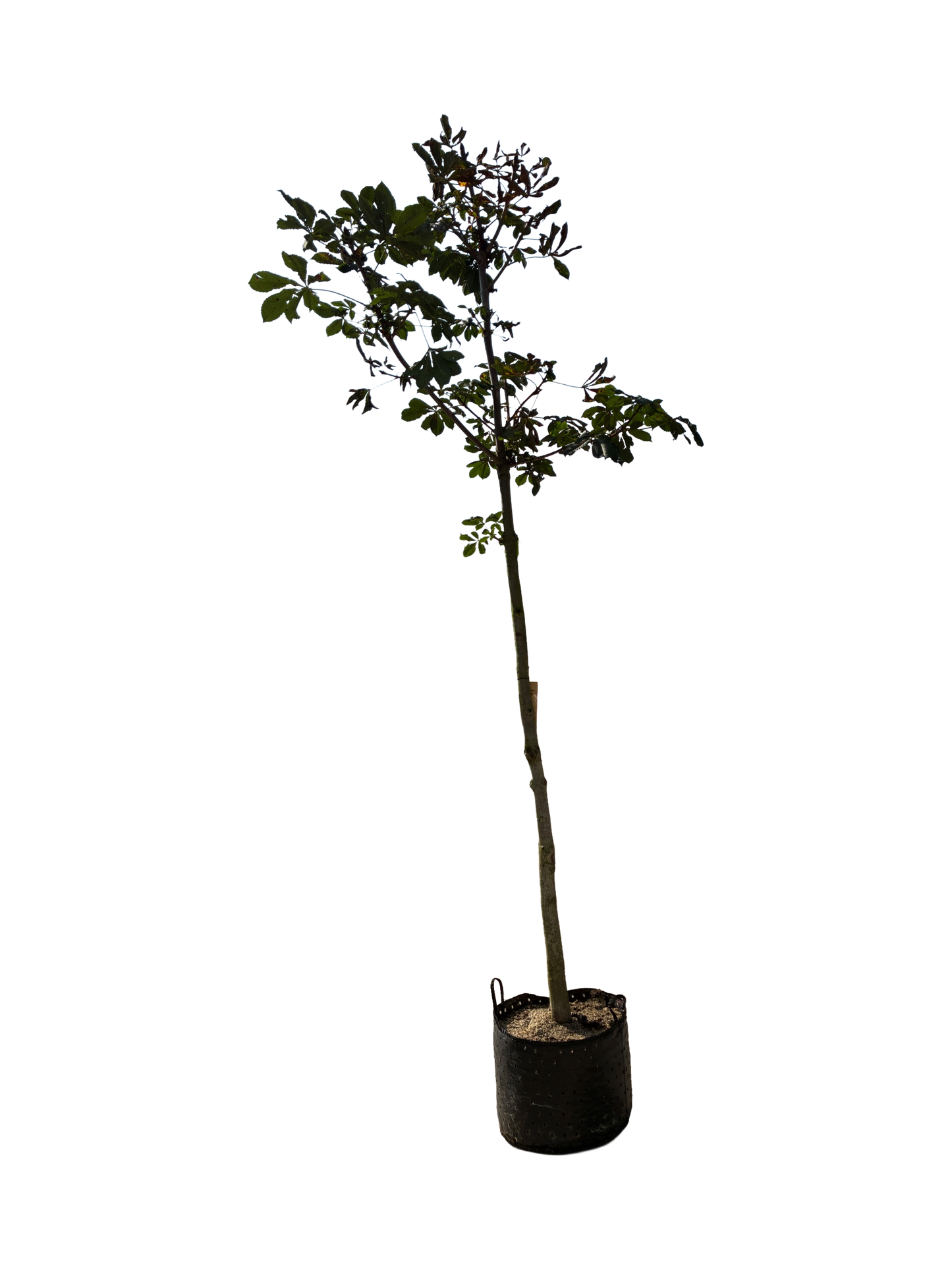 Aesculus hippocastanum F