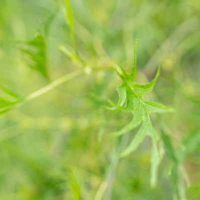 Zwarte els | Alnus glutinosa 'Imperialis'