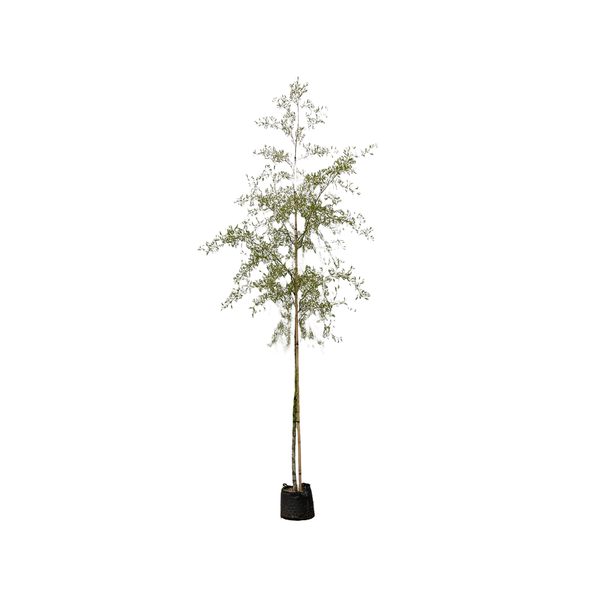 Zwarte els | Alnus glutinosa 'Imperialis'
