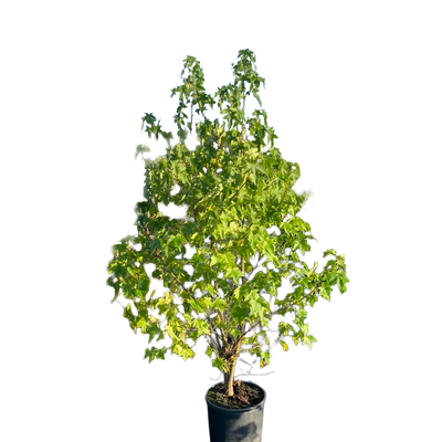 Amberboom | Liquidambar styraciflua 'Worplesdon'
