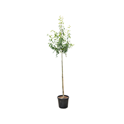 Krentenboompje | Amelanchier arborea 'Robin Hill'