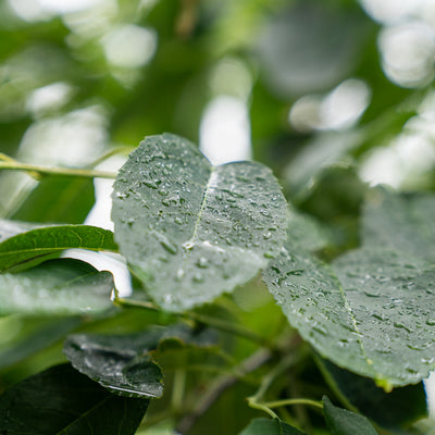 Krentenboompje | Amelanchier arborea 'Robin Hill'