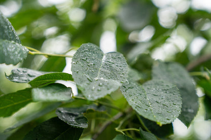 Krentenboompje | Amelanchier arborea 'Robin Hill'