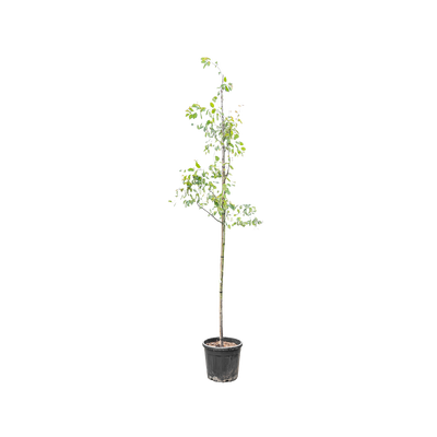 Krentenboompje | Amelanchier lamarckii