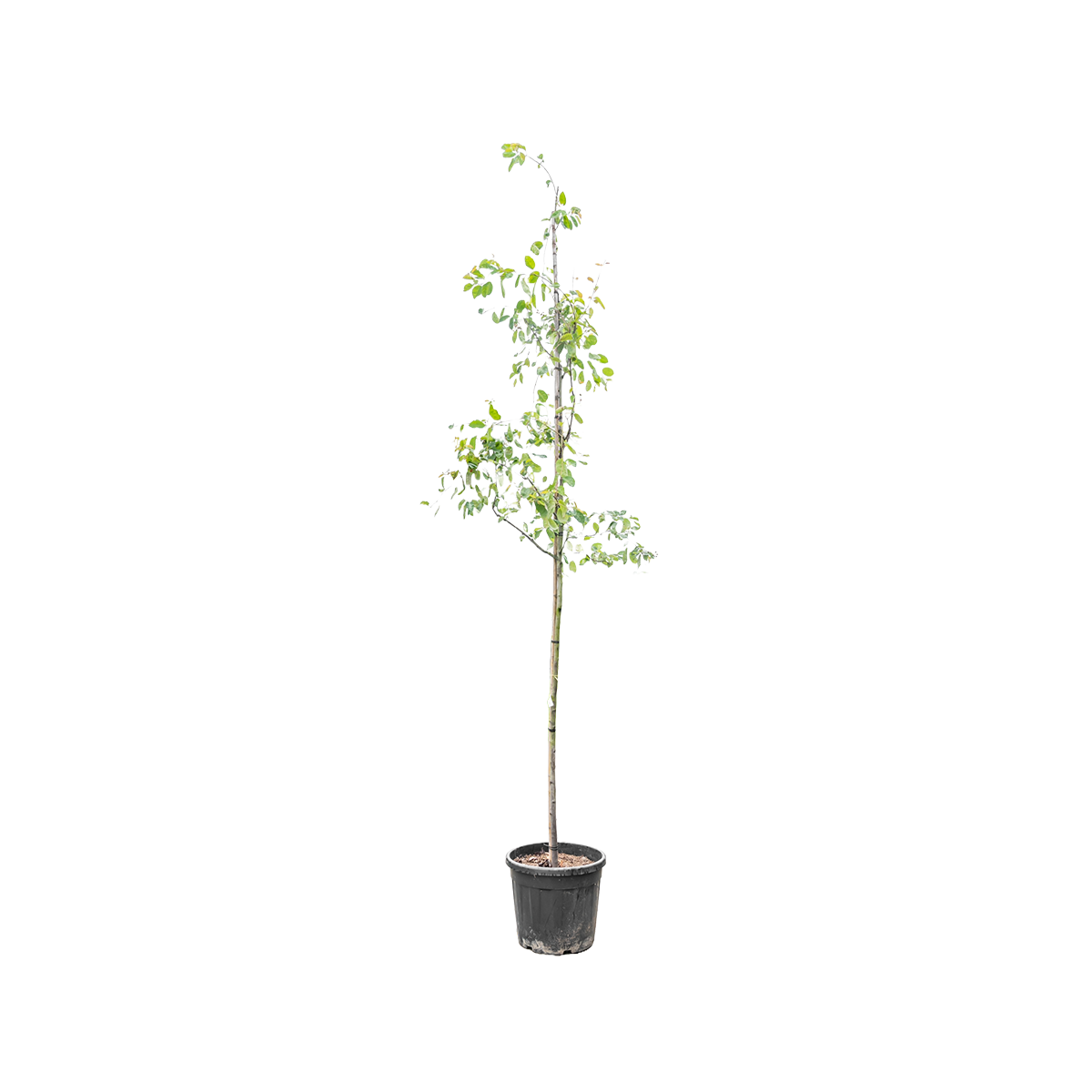 Krentenboompje | Amelanchier lamarckii