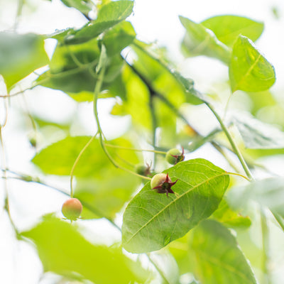 Krentenboompje | Amelanchier lamarckii