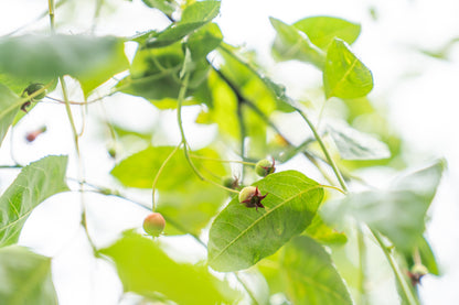 Krentenboompje | Amelanchier lamarckii